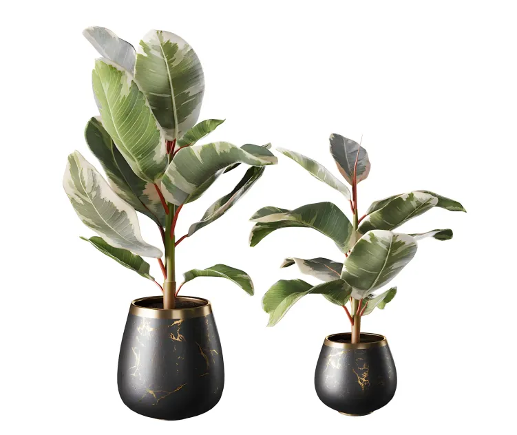 Collection of plants ficus rubbery