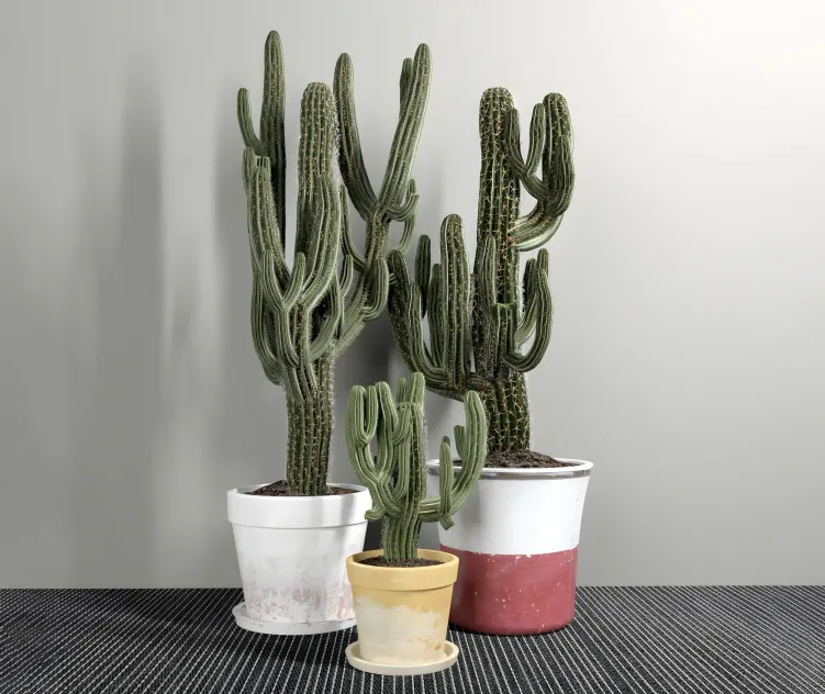 Collection of three cactuses carnegiea