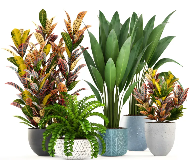 Collection of plants