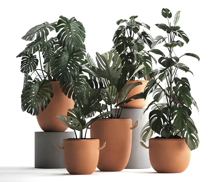 Collection of plants