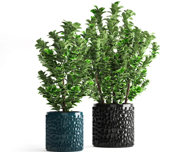 Collection of plants