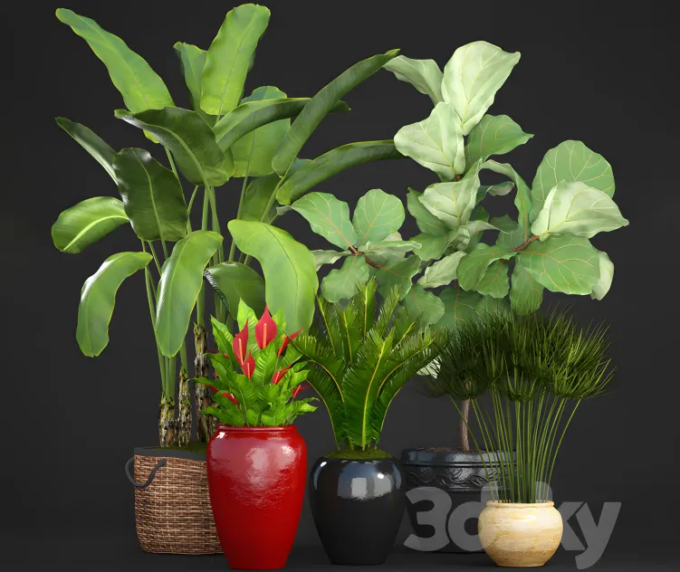 Collection of plants