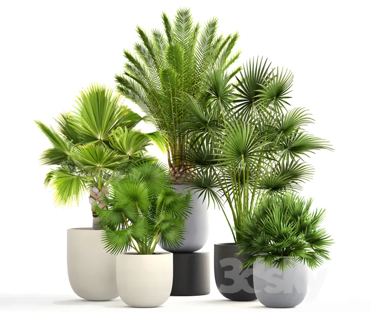 Collection of plants