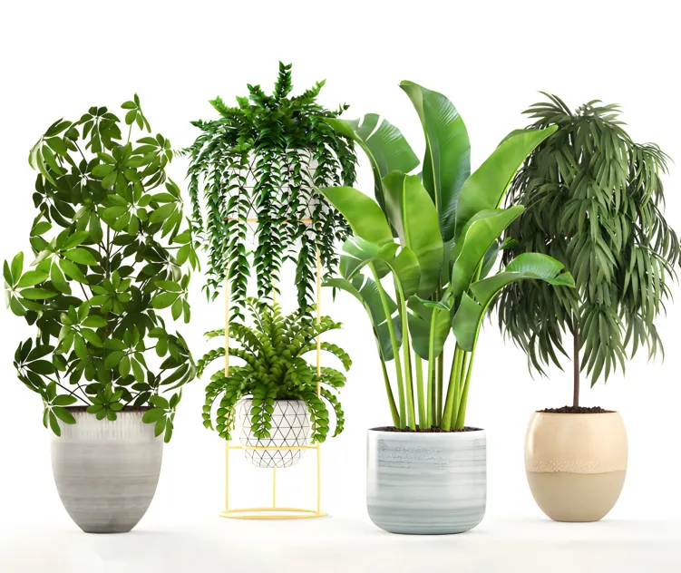 Collection of plants
