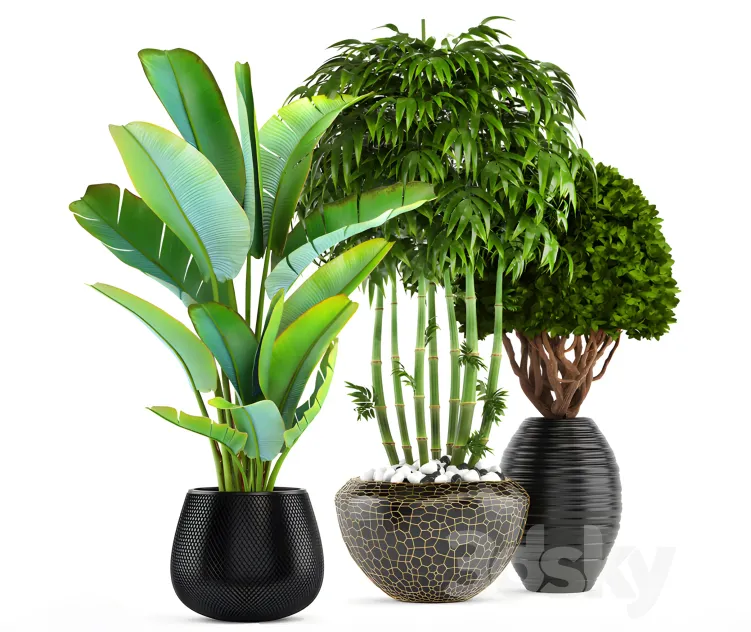 Collection of plants