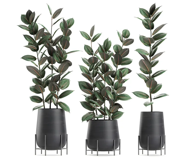 Collection of plants