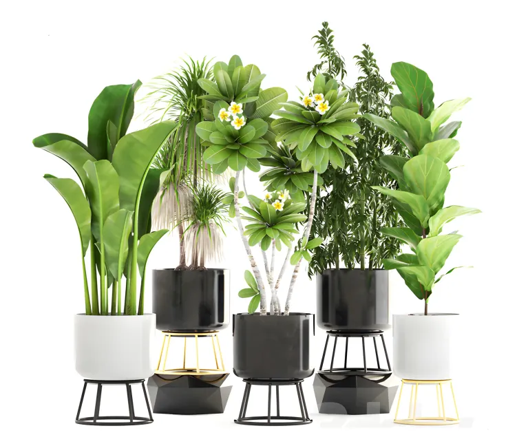 Collection of plants