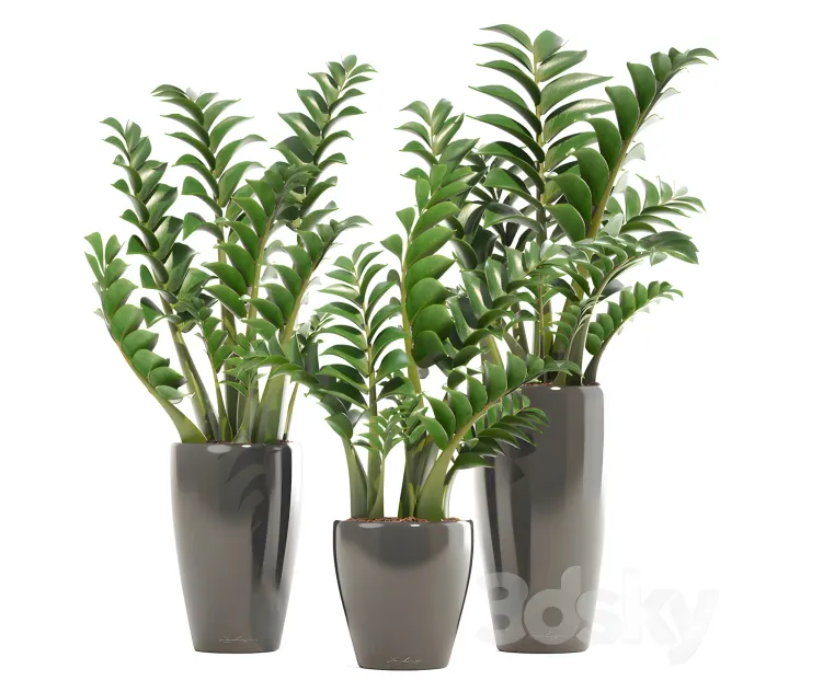 Collection of plants