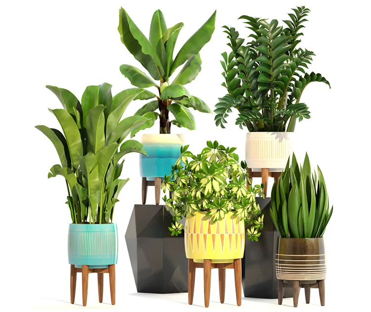 Collection of plants 2