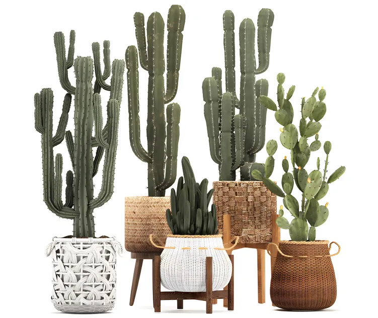 Collection of plants 3