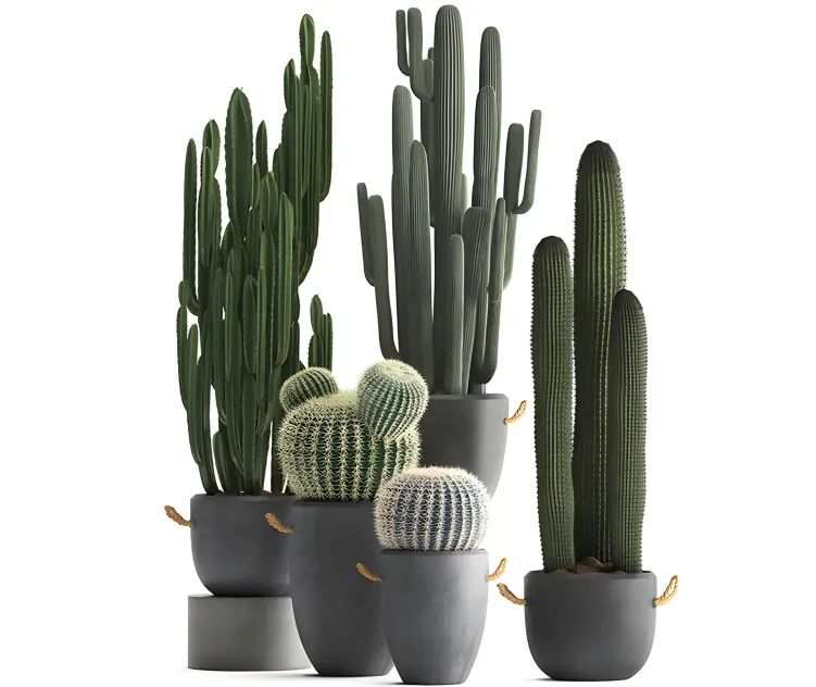 Collection of plants 4