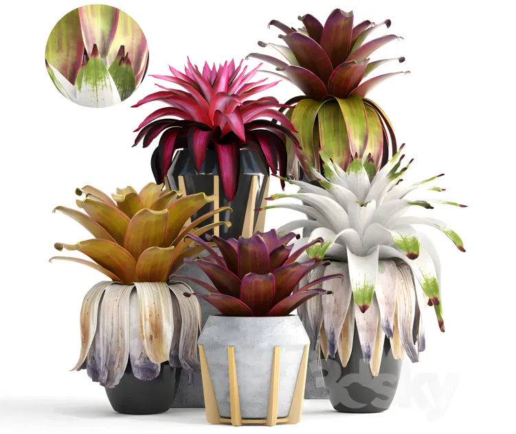 Collection of plants bromelia