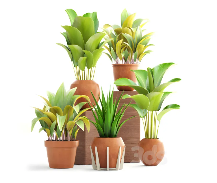 Collection of plants clay pots