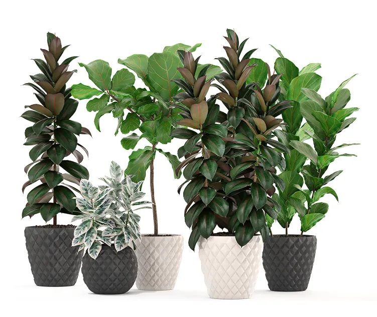 Collection of plants ficus