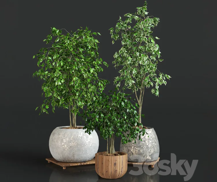 Collection of plants ficus