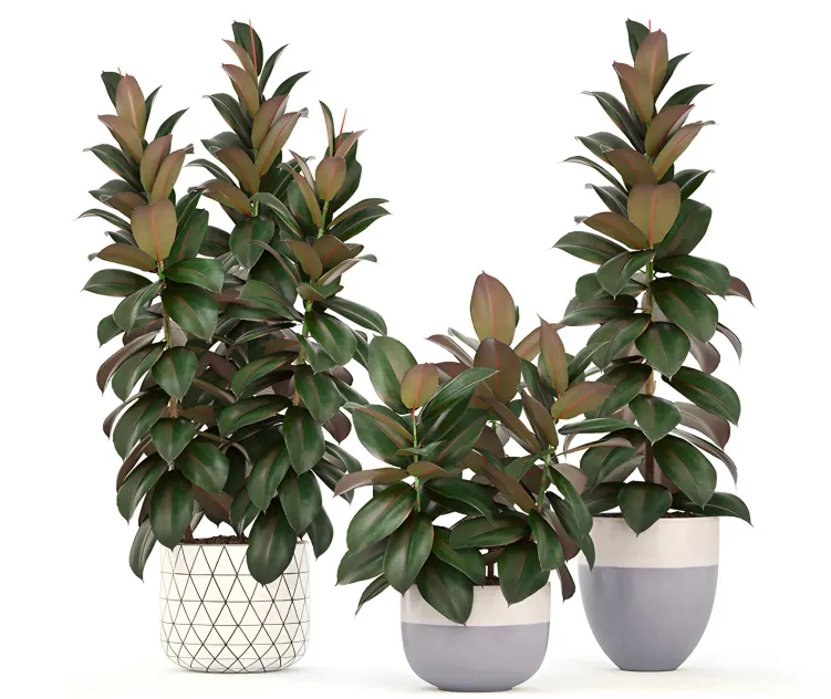 Collection of plants ficus elastica