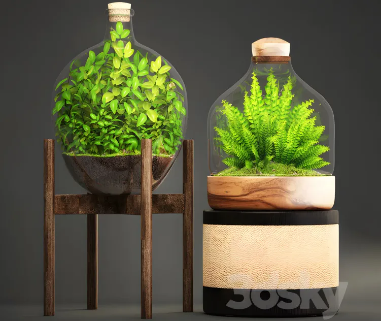 Collection of plants florarium