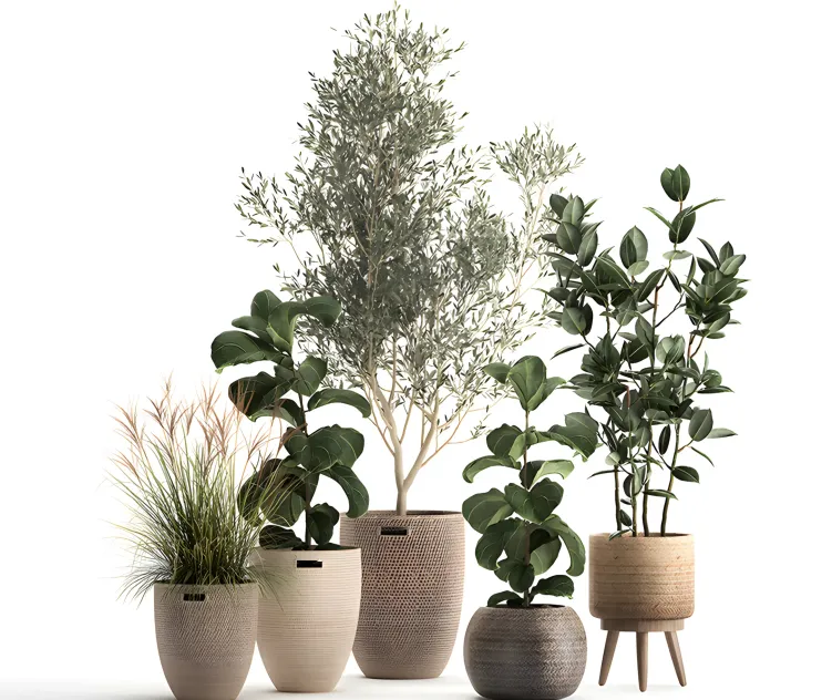 Collection of plants in baskets