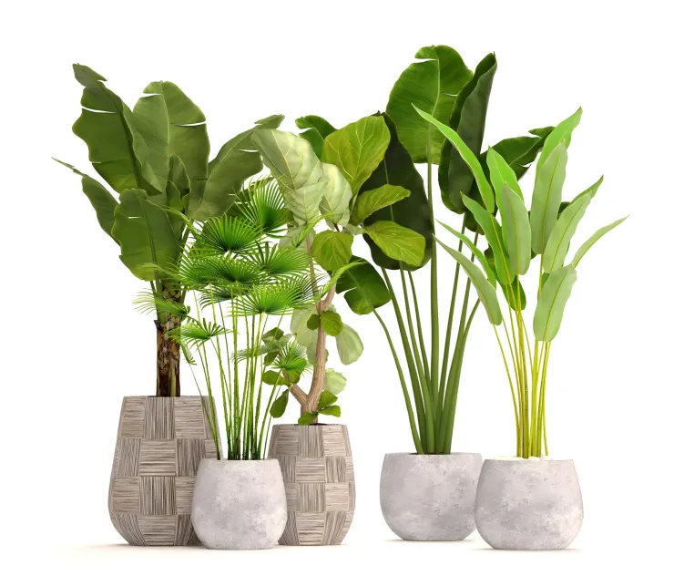 Collection of plants in pots