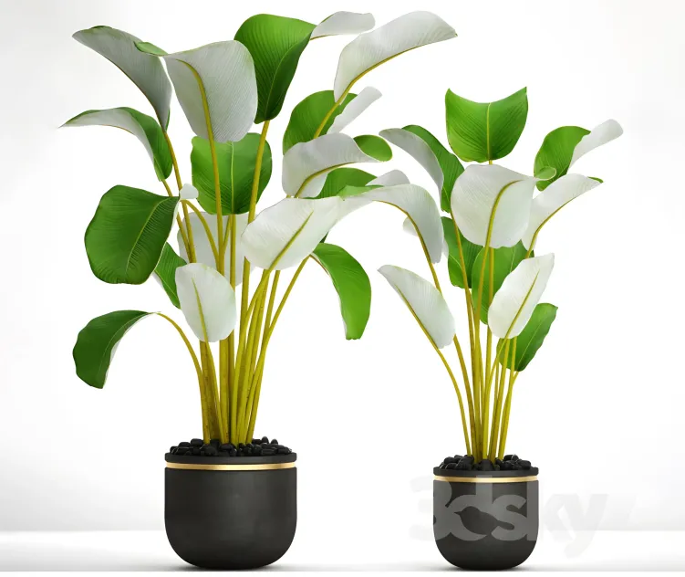 Collection of plants in pots