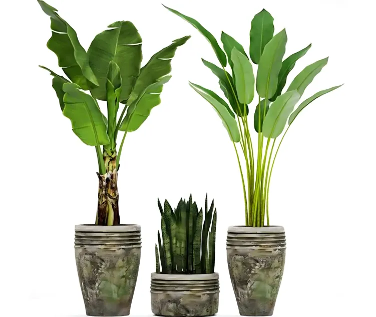 Collection of plants in pots
