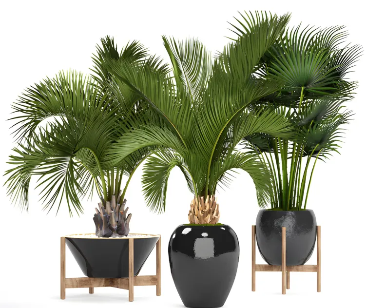 Collection of plants palm trees