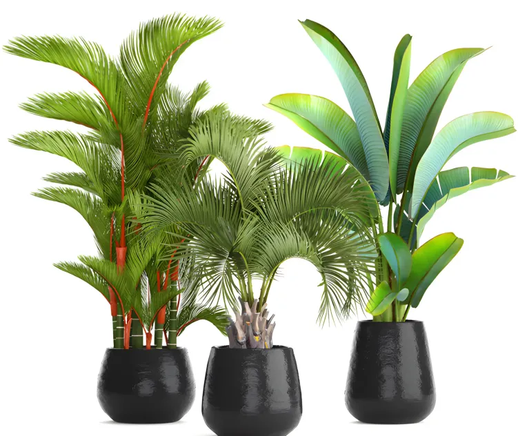 Collection of plants palms