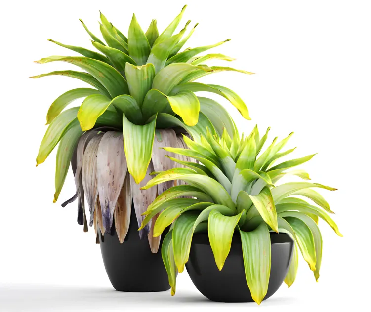 Collection of plants tropical plant