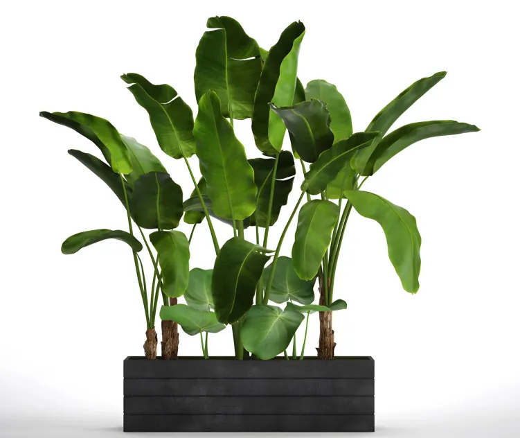 Collection of plants tropical plants