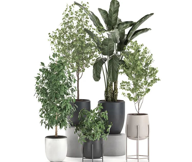Collection of potted plants with benjamin ficus trees