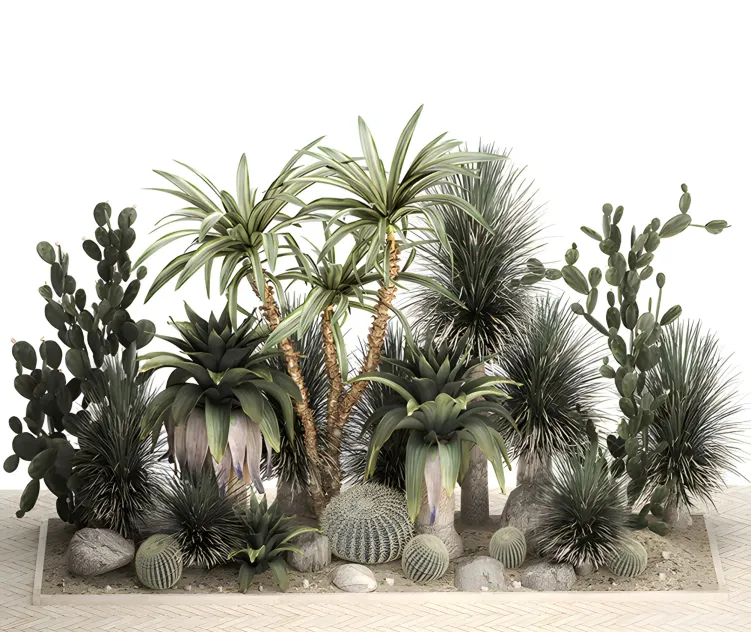 Collection of tropical desert plants