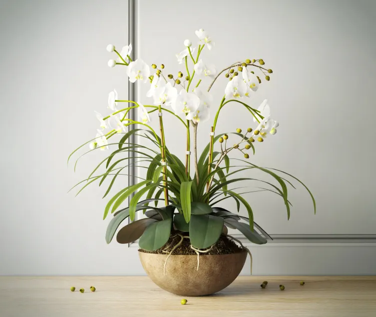 Composition with orchids