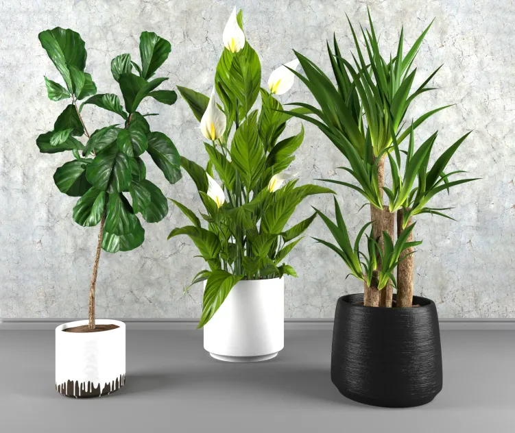 Contemporary houseplant