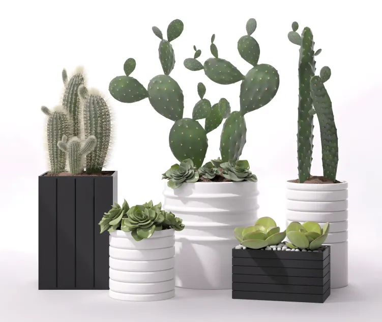 Contemporary houseplants