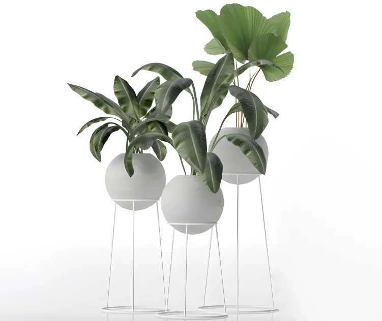 Decorative of plants