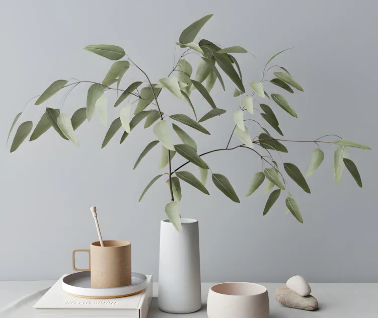 Decorative with eucalyptus branch
