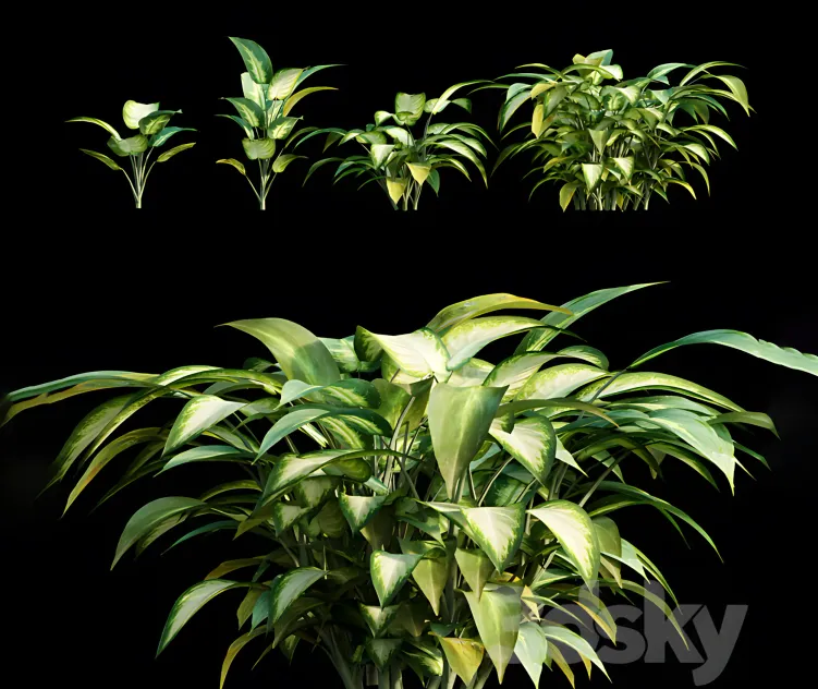 Dieffenbachia amoena