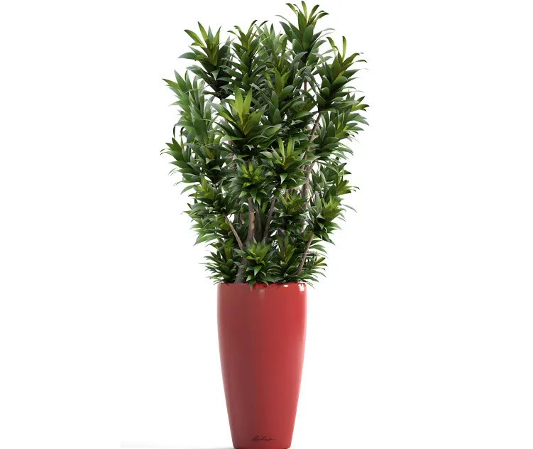 Dracaena