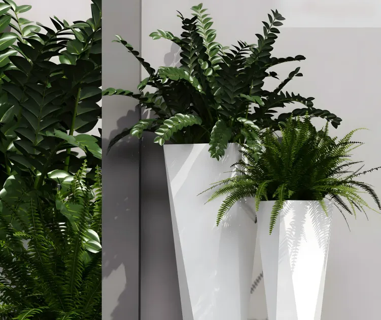 Epoxia diamond plants