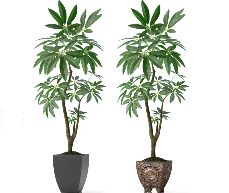 Eva pachira aquatica plant