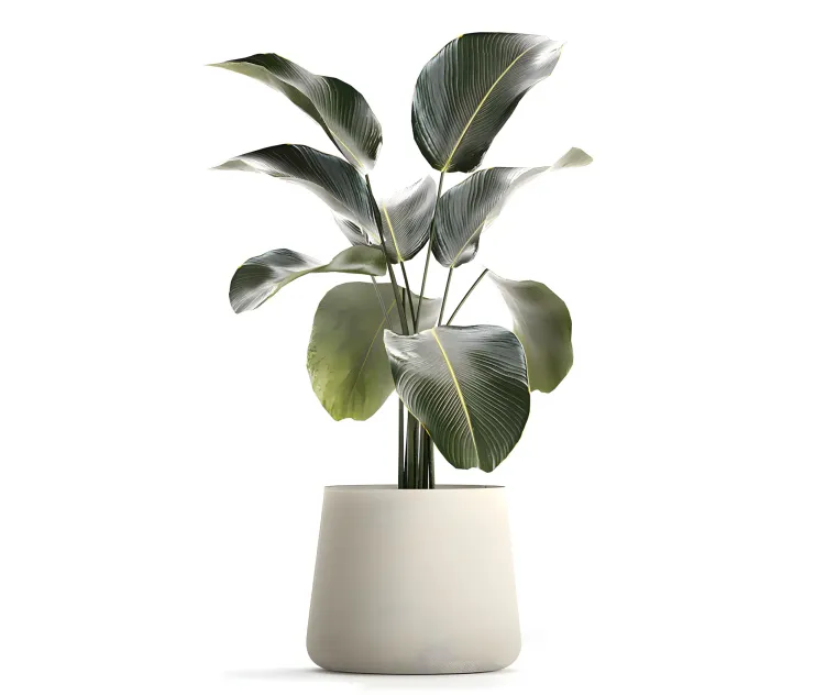 Exotic bush calathea lutea in a pot strelitzia plants