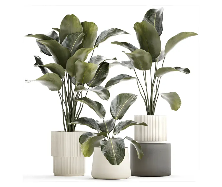 Exotic bush plants in a flower pot