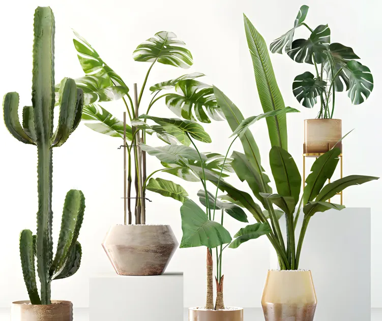Exotic plant collection