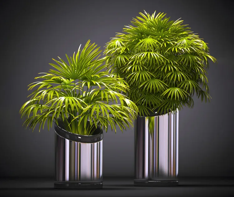 Fan palm