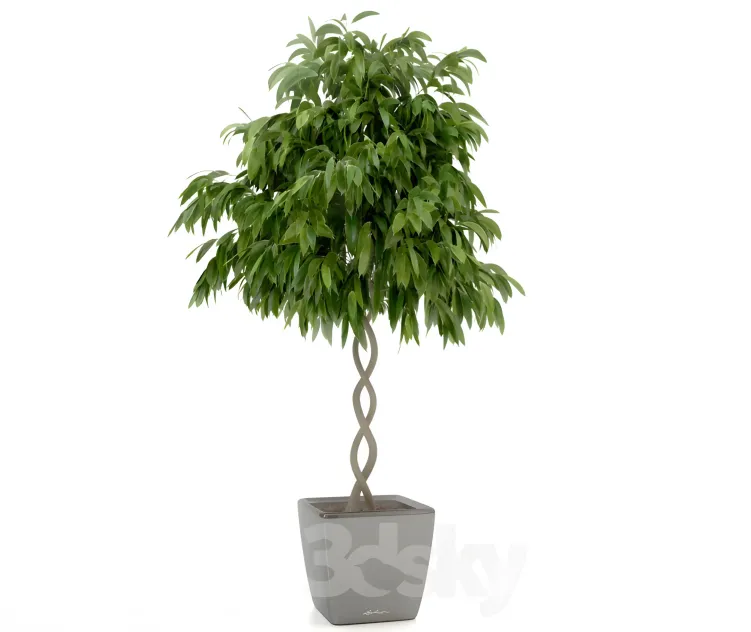 Ficus ali ficus binnendijkii