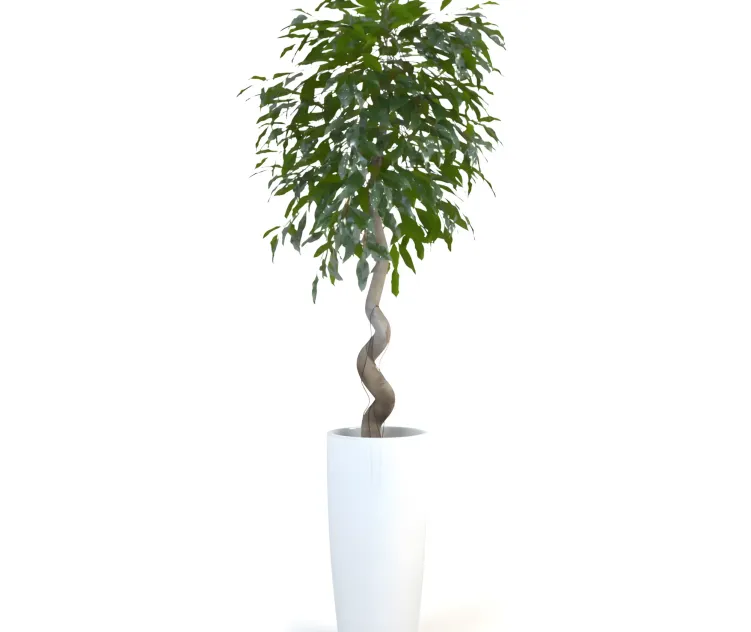 Ficus daniel