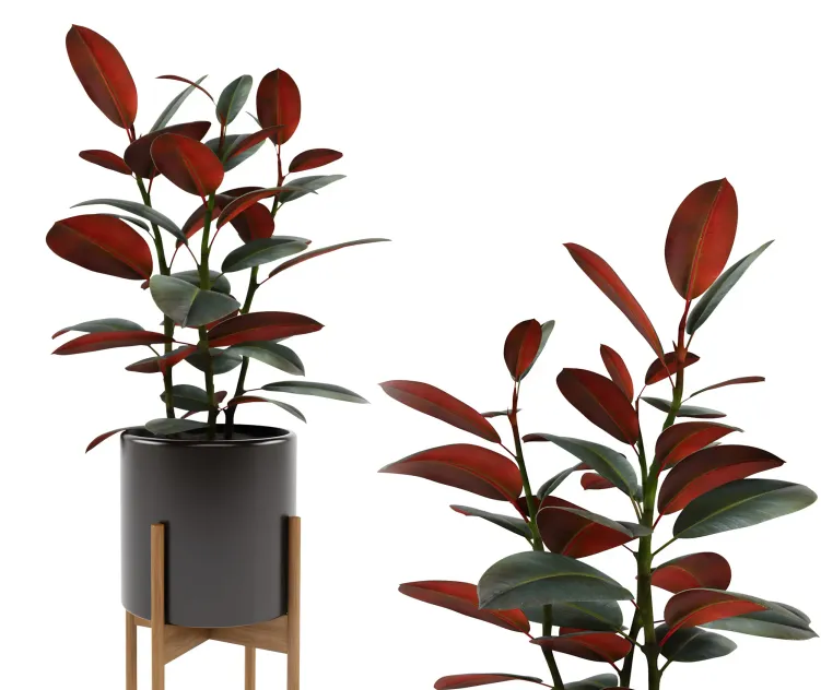 Ficus elastica black prince