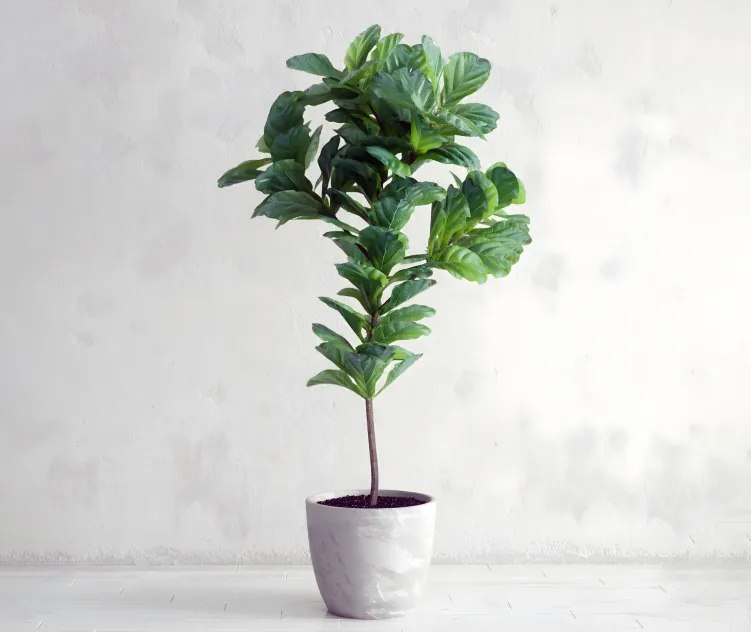 Ficus lyrata interior plant