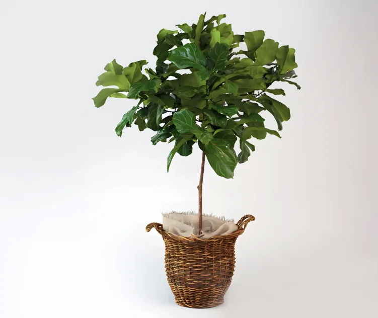 Ficus lyrate