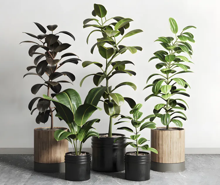 Ficus rubbery plant
